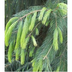 Ель Гималайская