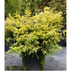 Тис Ягодный Summergold