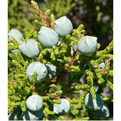 Можжевельник Жесткосемянный