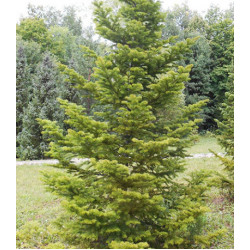 Пихта Белокорая