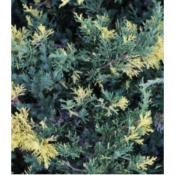 Можжевельник Китайский Expansa Variegata