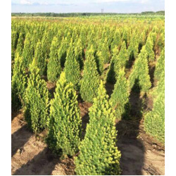 Ель Канадская Сизая Rainbow's End