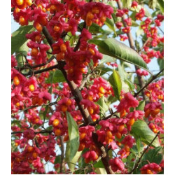 Бересклет Бунге