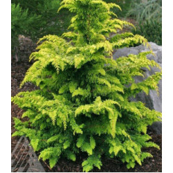 Кипарисовик Туполистный Karamachiba