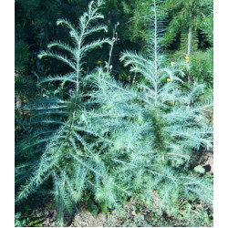 Лиственница Принца Рупрехта