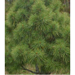 Кедр Сибирский